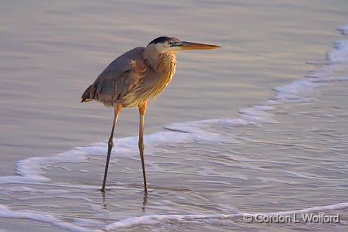 Heron In The Surf_43249.jpg - Great Blue Heron (Ardea herodias)Gulf of MexicoPhotographed along the Gulf coast from Mustang Island near Corpus Christi, Texas, USA. 